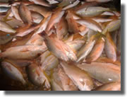 Fishing in Islamorada