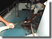 Fishing in Islamorada