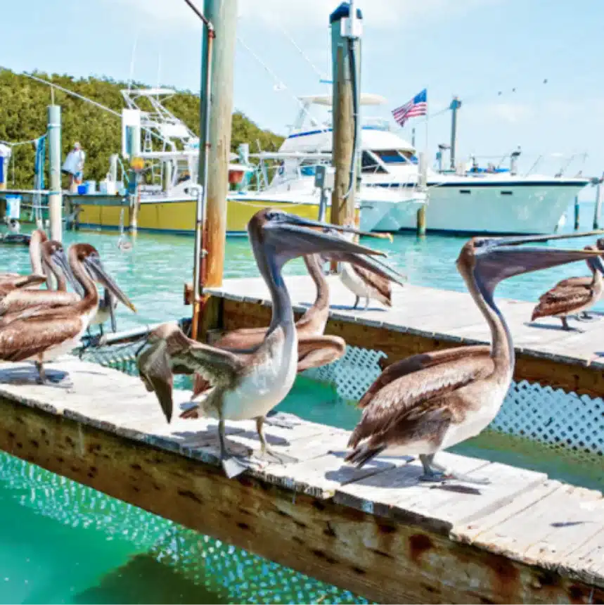 Pelicans in a dock at Robbie´s Marina