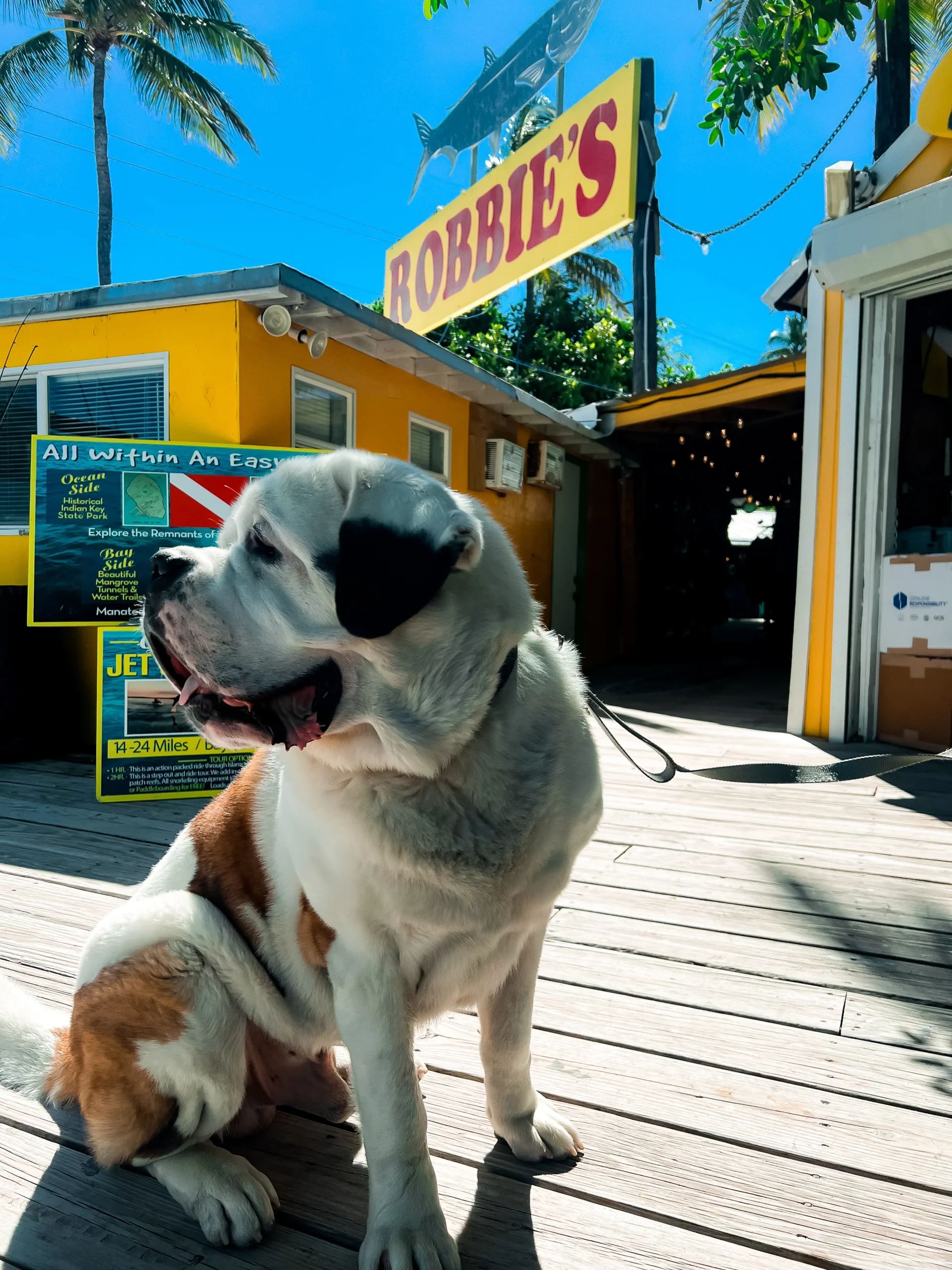 Best Pet Friendly Spot in Islamorada scaled