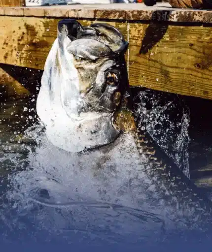 Tarpon Feeding in Islamorada, Florida