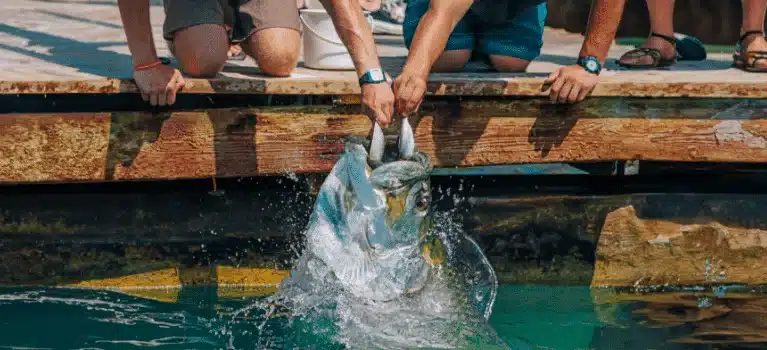 Feeding-tarpon