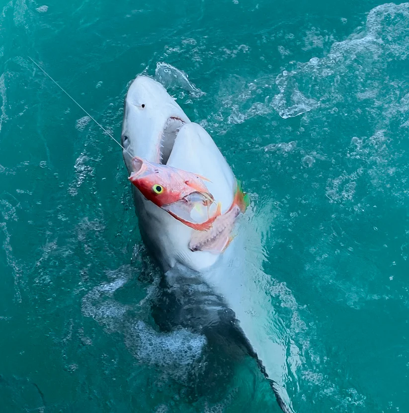 TARPON & SHARK FISHING